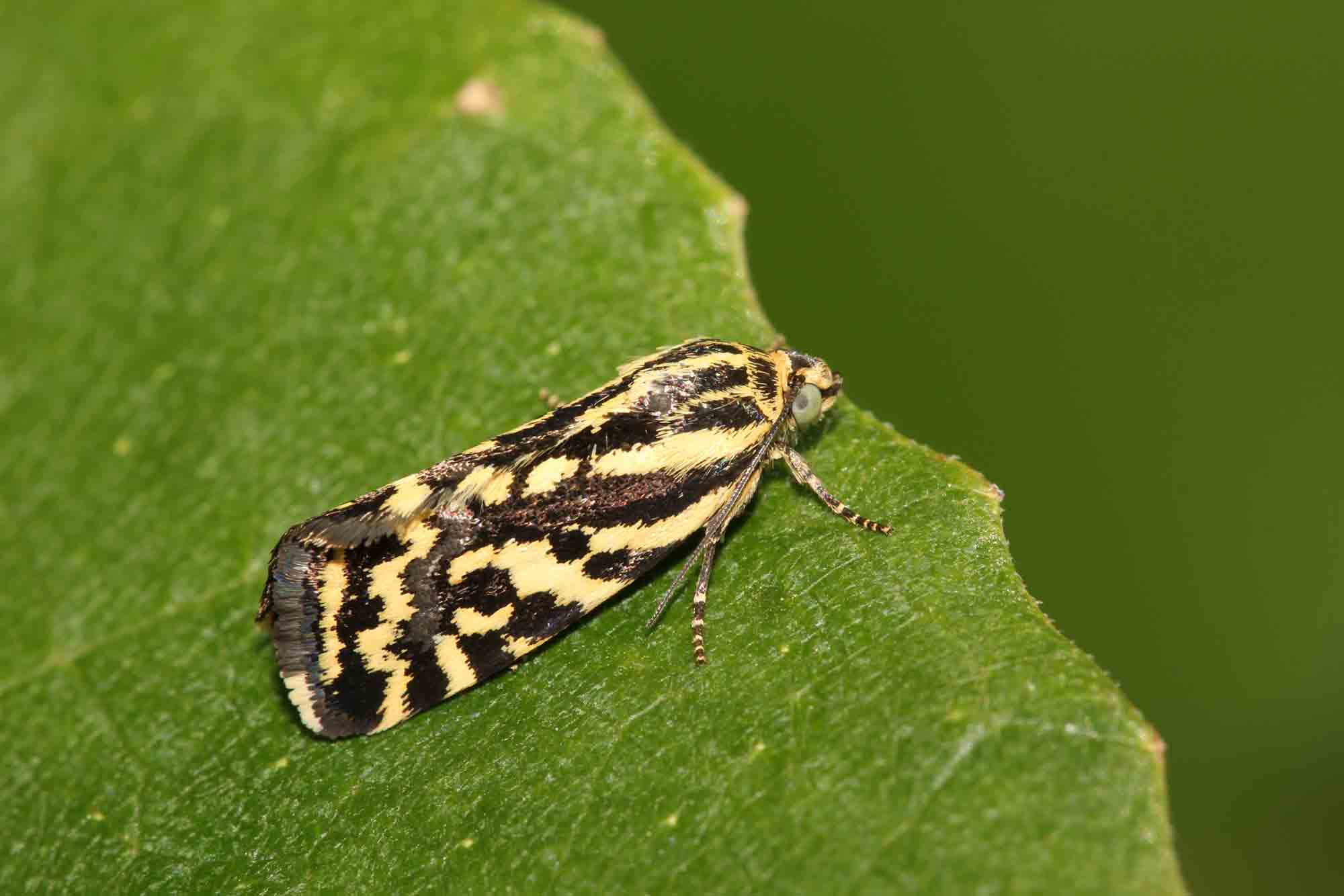 Piccola falena da identificare: Acontia (Emmelia) trabealis - Noctuidae